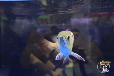 龍魚燈光怎么擺放好看（關于龍魚燈光擺放的建議）