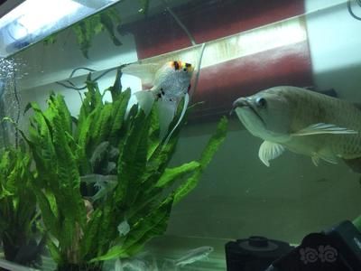 龍魚尾巴有點爛了怎么辦啊圖片：龍魚尾巴爛了可能是由于水質問題、感染寄生蟲或真菌等原因造成的