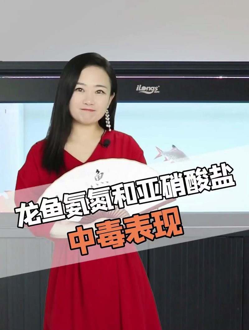 龍魚吃魚糧嗎會死嗎圖片