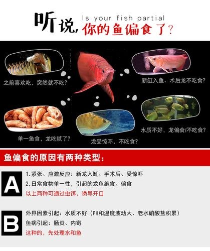 龍魚吃魚糧嗎會死嗎圖片