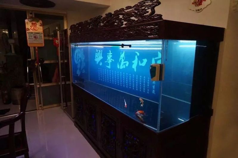 紅龍魚缸背景紙多久換一次？