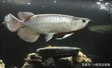 龍魚為什么要打架（如何防止龍魚打架）