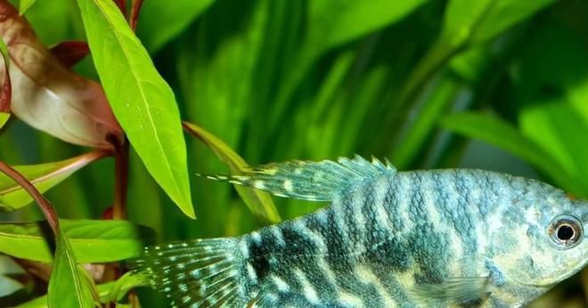 觀賞魚藍龍魚怎么養好吃：藍龍魚的飼養方法和注意事項