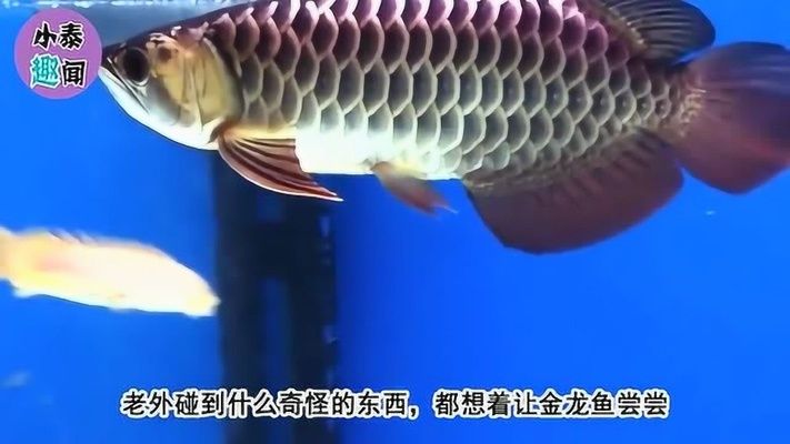 金龍魚捕食（金龍魚捕食習性相當顯著，金龍魚的捕食習性體現了其兇狠的一面）