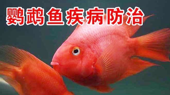 龍魚魚缸水位高度多少合適呢：龍魚魚缸水位高度多少合適？科學飼養指南