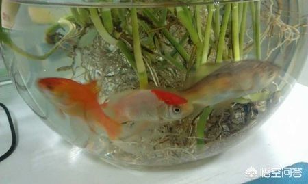 魚缸里養的魚為什么老是死？（如何改善魚缸水質？）