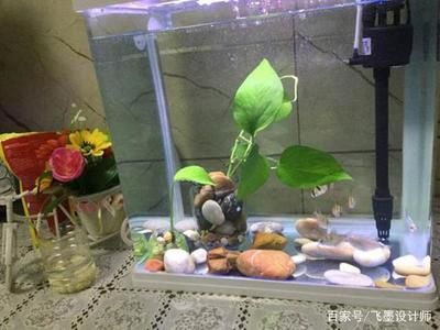 魚缸里養的魚為什么老是死？（如何改善魚缸水質？）