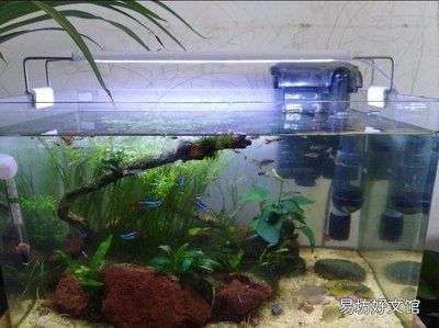 魚缸里養的魚為什么老是死？（如何改善魚缸水質？）