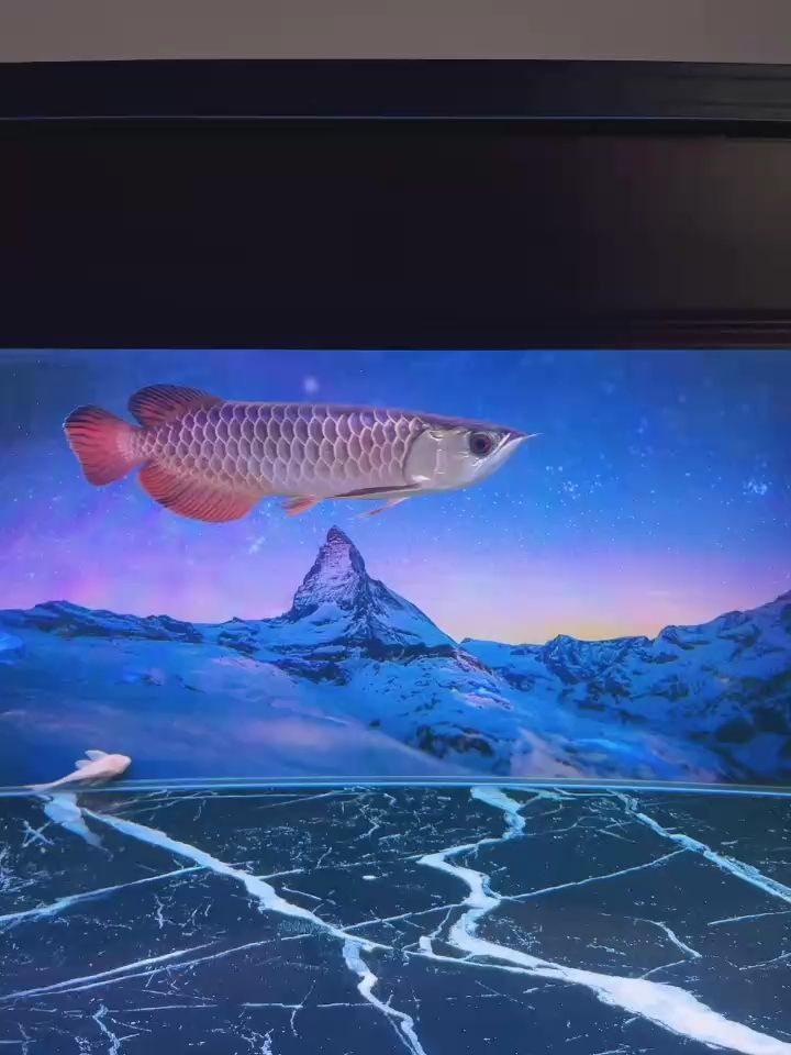 金龍魚的英文是什么：金龍魚的英文是什么英文是什么英文是什么