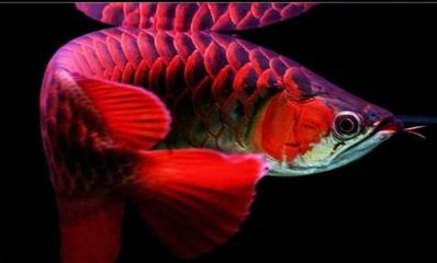 龍魚靠什么捕食（龍魚的捕食方式）