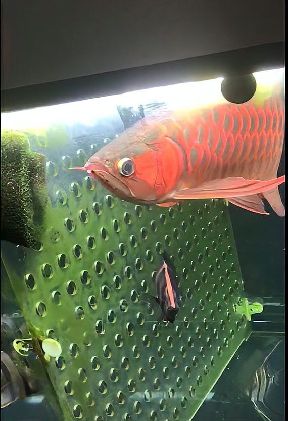 紅龍發(fā)色期間需要24小時照燈嗎？