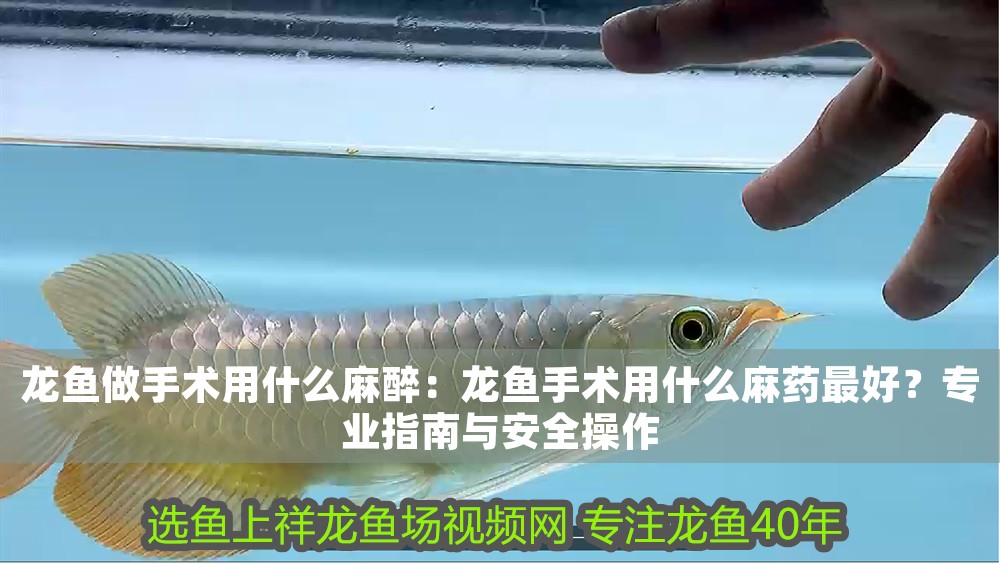 龍魚(yú)做手術(shù)用什么麻醉：龍魚(yú)手術(shù)用什么麻藥最好？專(zhuān)業(yè)指南與安全操作