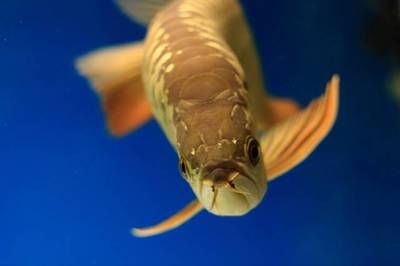 金龍魚跳缸后不吃食怎么辦？：金龍魚跳缸后不吃食怎么辦