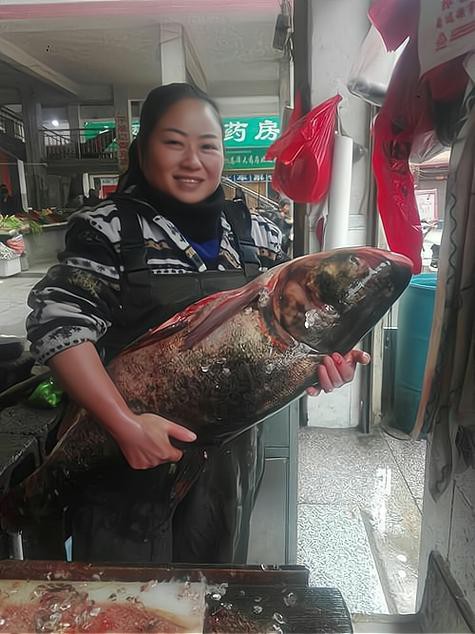 巴中龍魚哪里在買到的