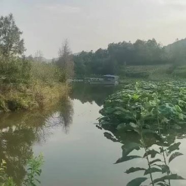 巴中龍魚哪里在買到的