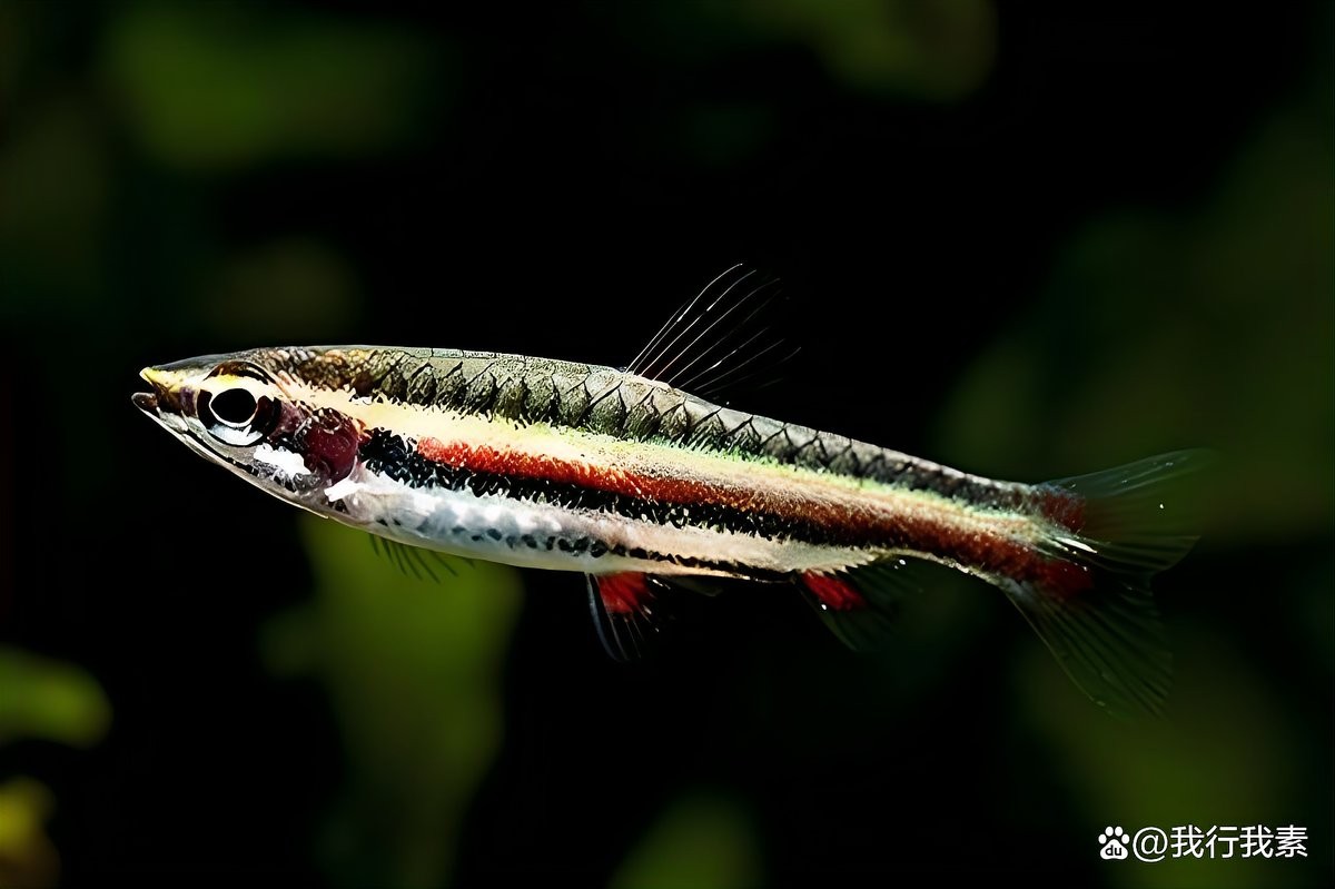青恐龍魚