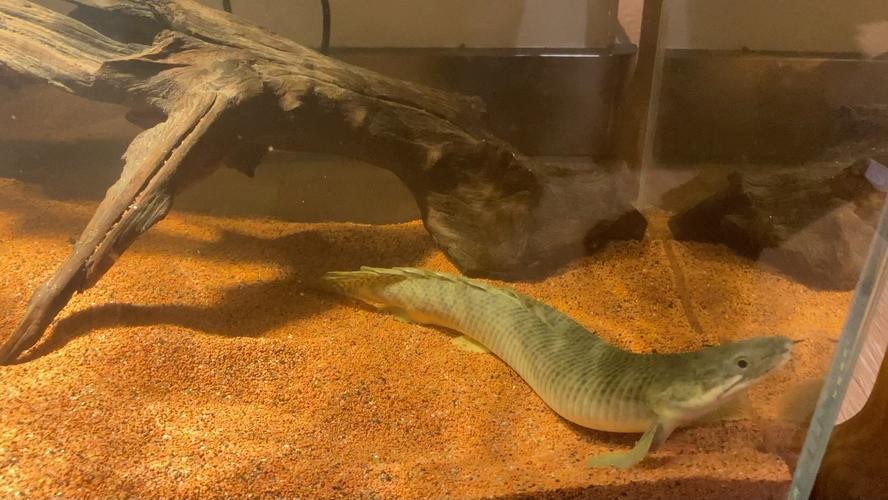 青恐龍魚
