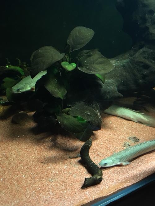青恐龍魚