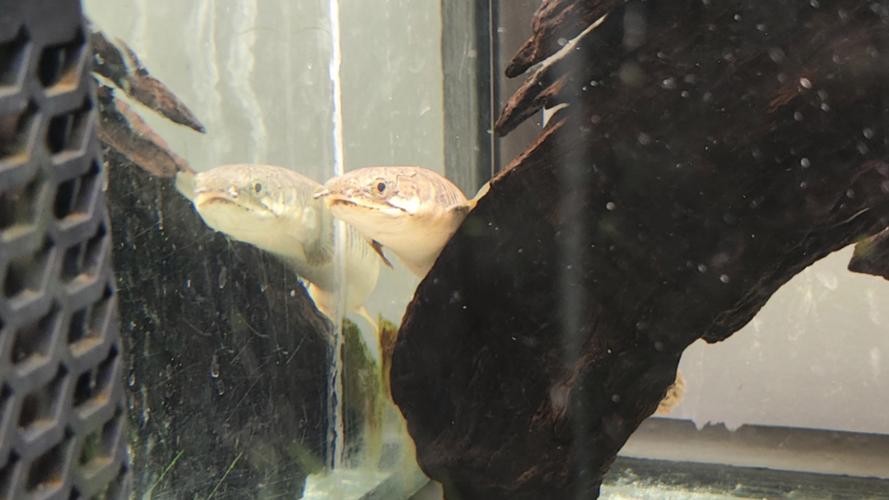 青恐龍魚
