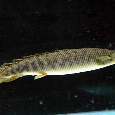 青恐龍魚