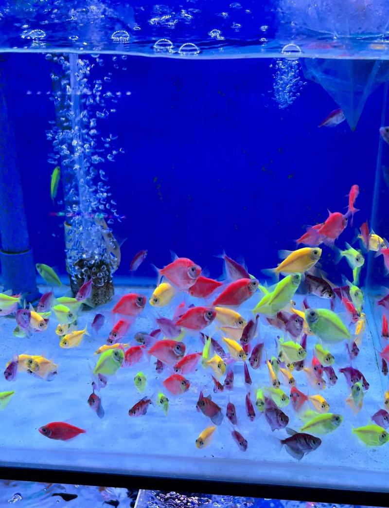 成都龍魚市場怎么樣