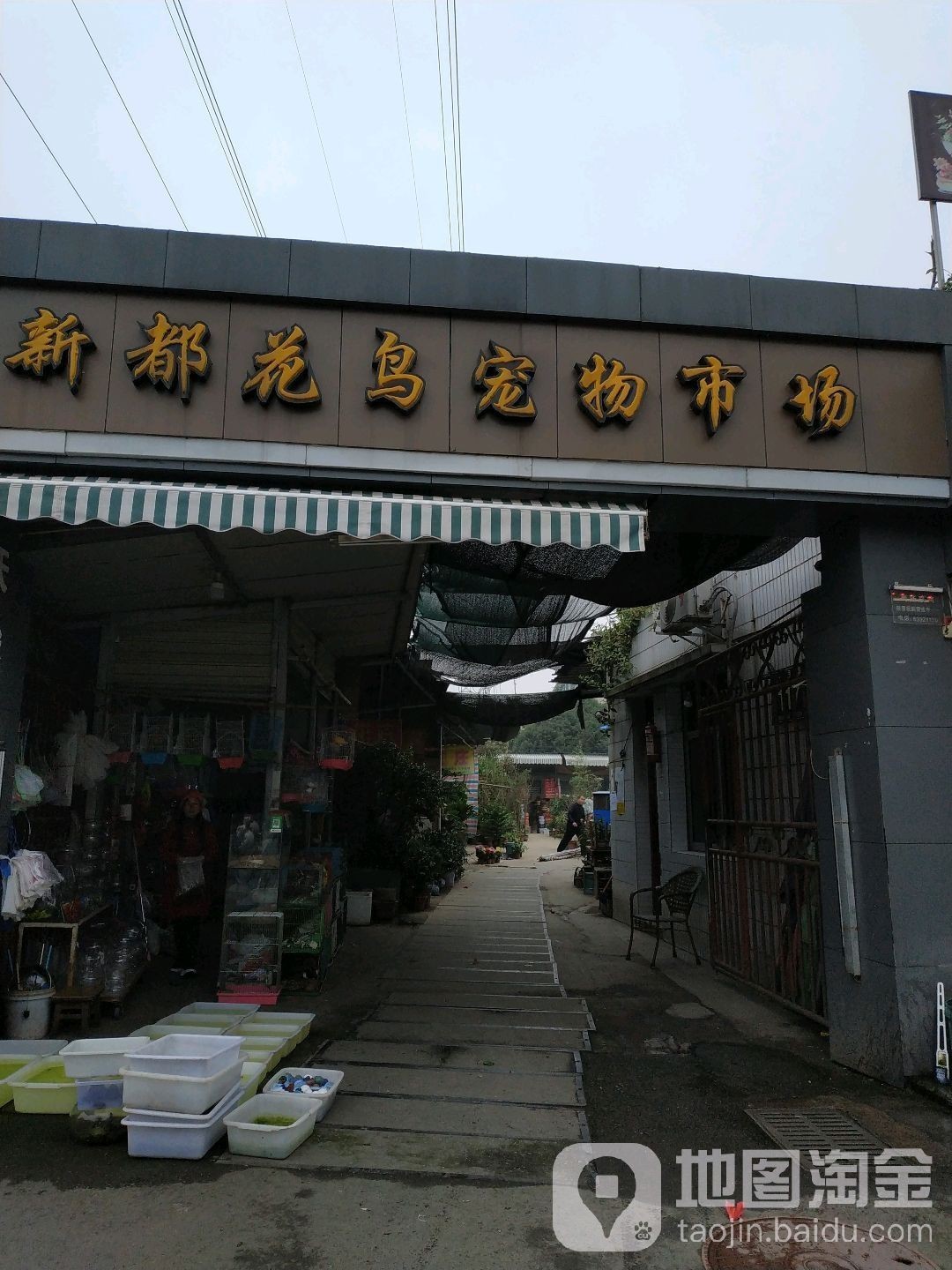 成都龍魚市場怎么樣