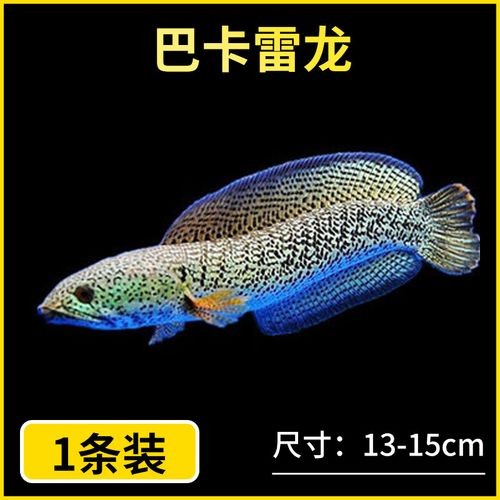 雷龍魚稀有品種圖片