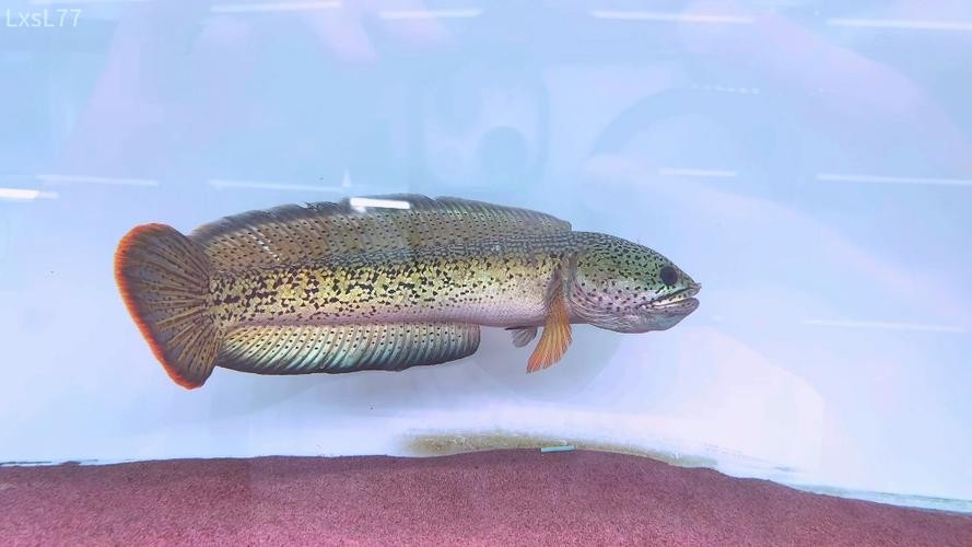 雷龍魚稀有品種圖片