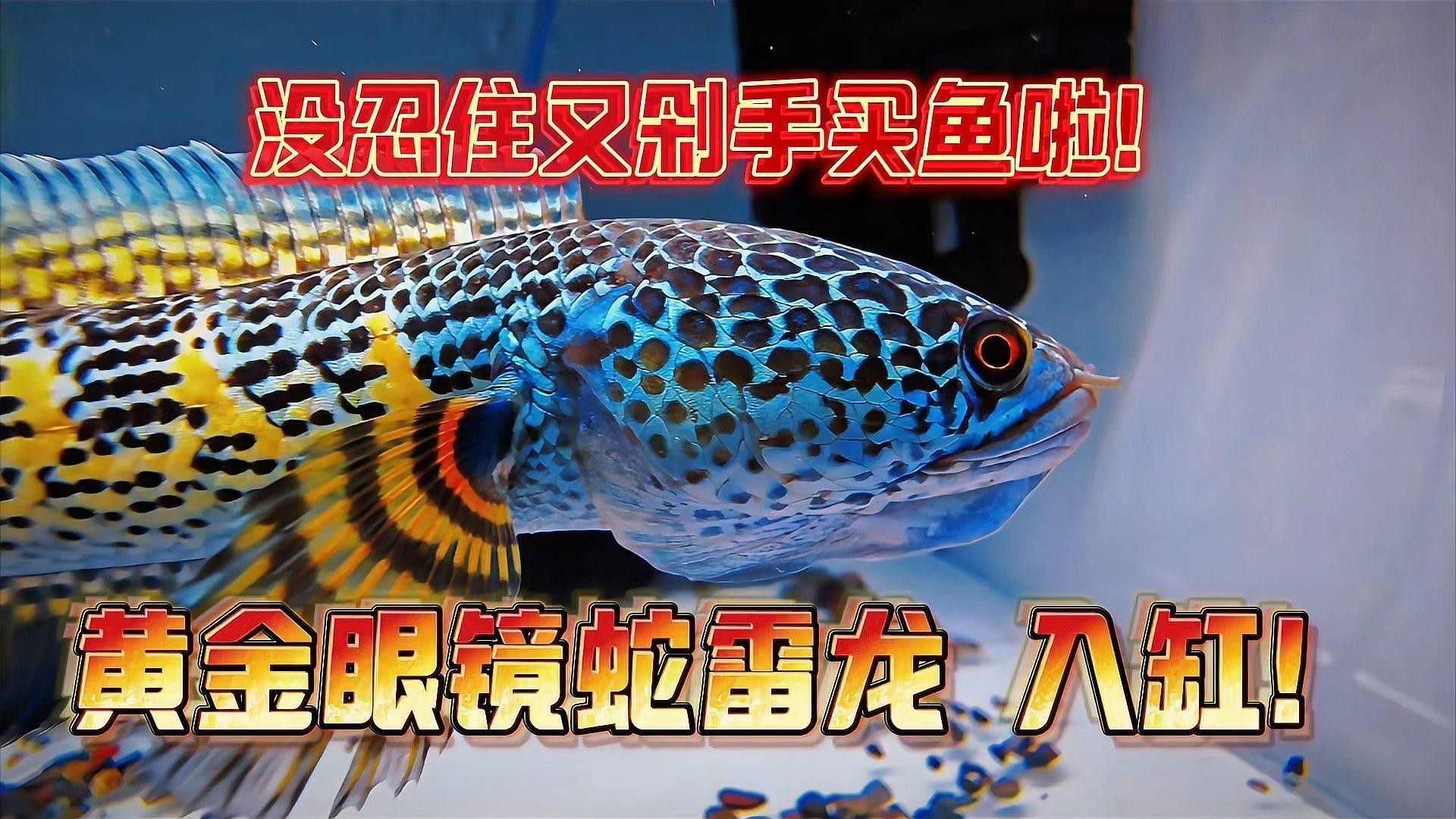 雷龍魚稀有品種圖片