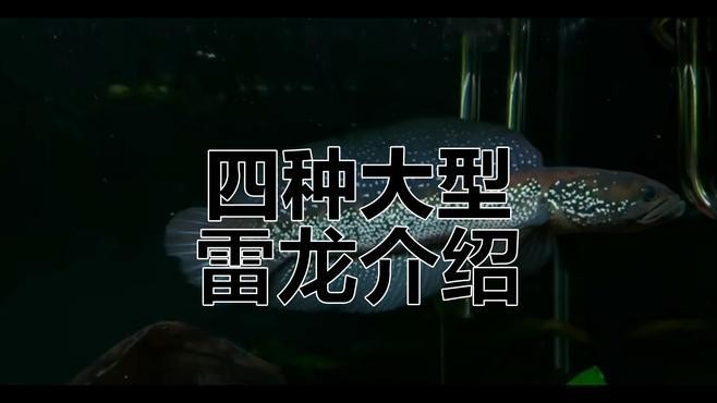 雷龍魚稀有品種圖片