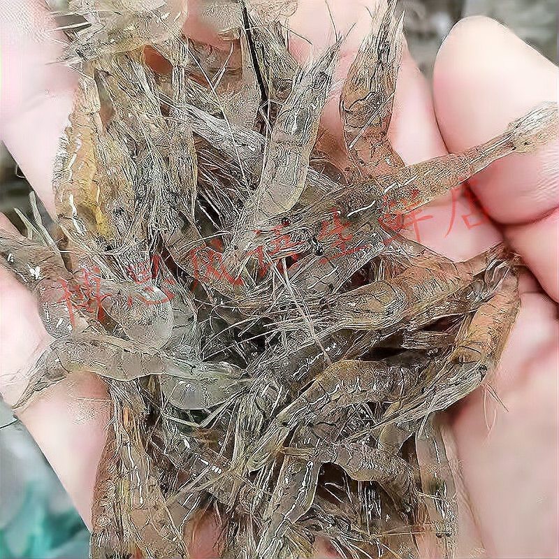 如何選擇高質量的龍魚飼料