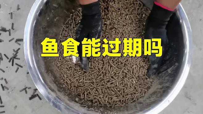 如何選擇高質量的龍魚飼料