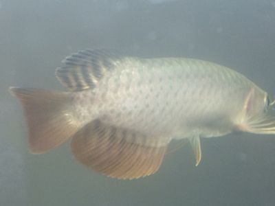麗水市麒麟水族館（麗水市麒麟水族館地址）