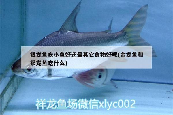 銀龍魚植物性食物選擇：銀龍魚的植物性食物選擇