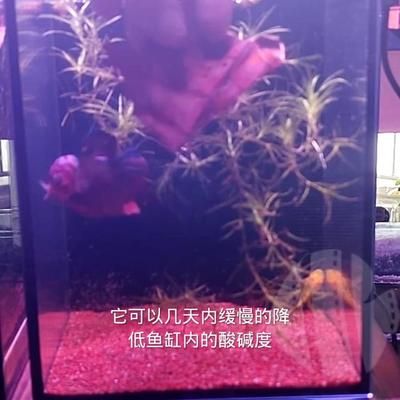 血鸚鵡和龍魚(yú)可以喂生豬肉嗎（血鸚鵡和龍魚(yú)會(huì)吃豬肉嗎？）