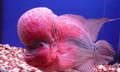 血鸚鵡和龍魚(yú)可以喂生豬肉嗎（血鸚鵡和龍魚(yú)會(huì)吃豬肉嗎？）