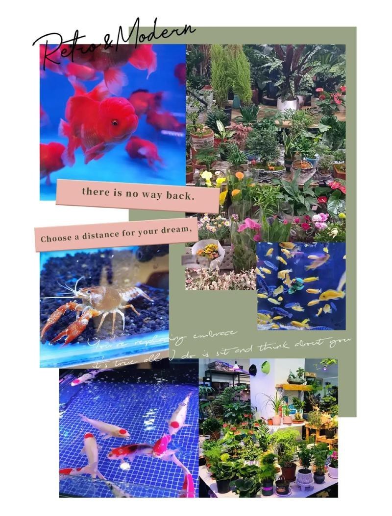 哈爾濱龍魚魚苗批發市場地址在哪兒