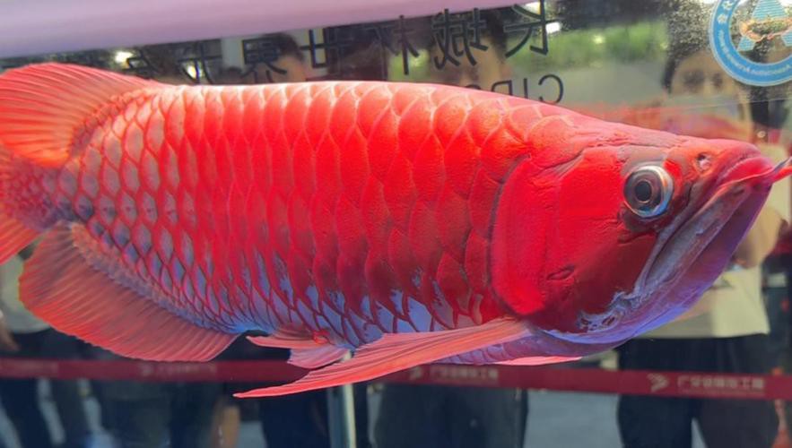 如何找到更多龍魚賽事視頻？