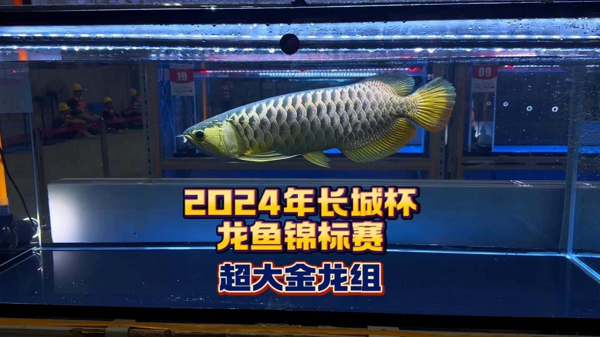 如何找到更多龍魚賽事視頻？