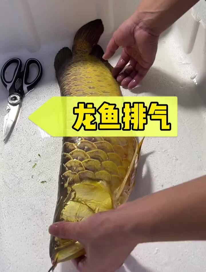 如何預防大湖紅龍疾病？