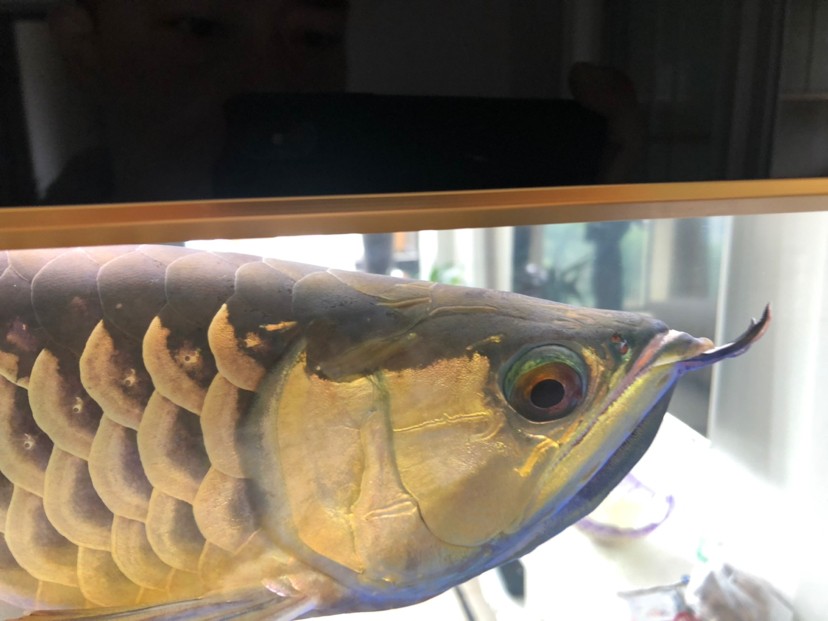 昌邑市北海路凱寧水族店 昌邑市北海路凱寧水族店 全國水族館企業名錄 第1張