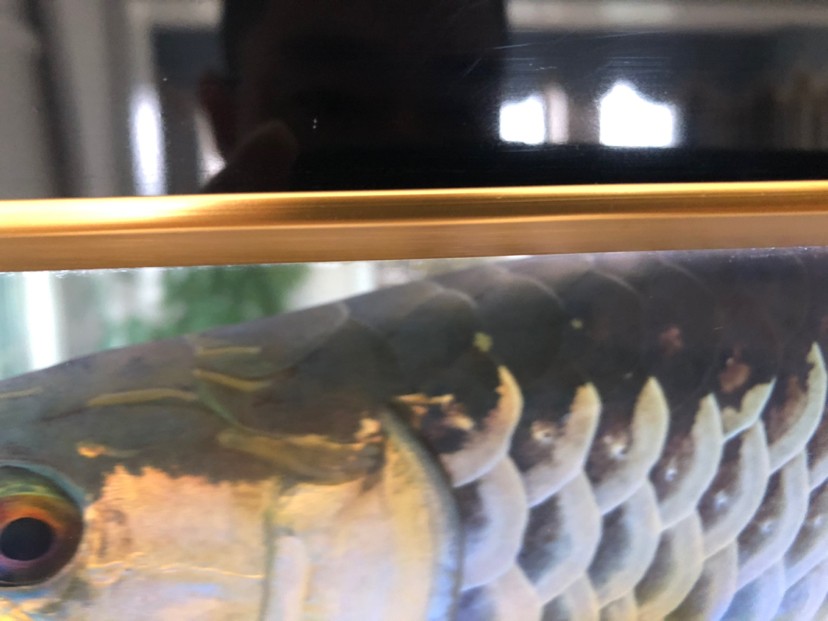 昌邑市北海路凱寧水族店 昌邑市北海路凱寧水族店 全國水族館企業名錄 第2張