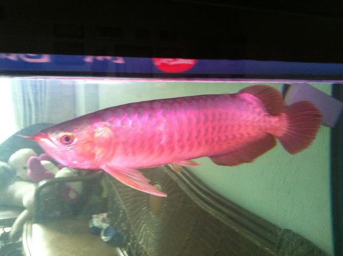 紅龍魚幼魚的鱗片底色