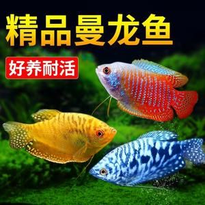 龍魚吃不吃虎魚苗：龍魚會吃虎魚苗嗎