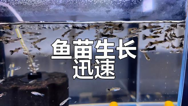 藍色恐龍魚