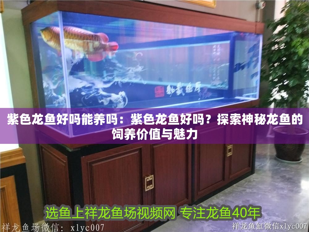 紫色龍魚好嗎能養嗎：紫色龍魚好嗎？探索神秘龍魚的飼養價值與魅力