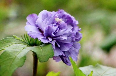 紫色龍魚好嗎能養嗎：紫色龍魚好嗎？探索神秘龍魚的飼養價值與魅力