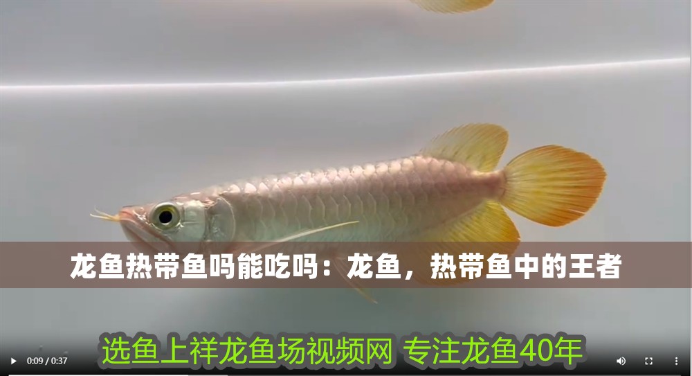 龍魚熱帶魚嗎能吃嗎：龍魚，熱帶魚中的王者
