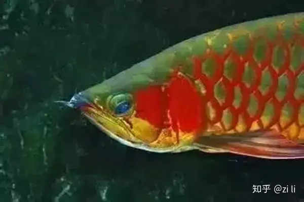 龍魚相關的鱗底部分語會幫助我們挑選龍魚，辨別龍魚真假，如何挑選一條龍魚