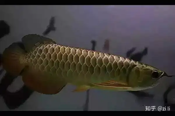 龍魚相關的鱗底部分語會幫助我們挑選龍魚，辨別龍魚真假，如何挑選一條龍魚